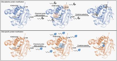 Unveiling Druggable Pockets by Site-Specific Protein Modification: Beyond Antibody-Drug Conjugates